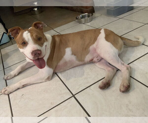 Medium Photo #7 American Pit Bull Terrier-Unknown Mix Puppy For Sale in Rowlett, TX, USA
