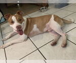 Small #6 American Pit Bull Terrier Mix
