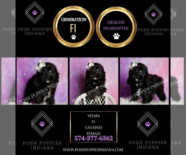 Medium Photo #17 Cavapoo (Miniature) Puppy For Sale in WARSAW, IN, USA