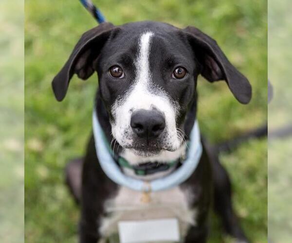 Medium Photo #9 Labrador Retriever-Unknown Mix Puppy For Sale in San Diego, CA, USA