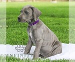 Small #1 Great Dane