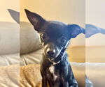 Small #7 Chihuahua Mix