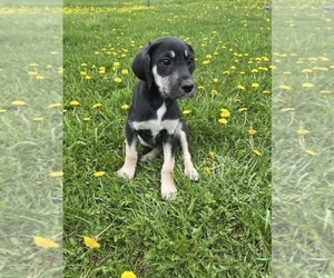 Great Dane-Poodle (Standard) Mix Puppy for sale in BREMEN, MN, USA