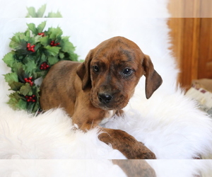 Bluetick Coonhound-Unknown Mix Puppy for sale in SHILOH, OH, USA
