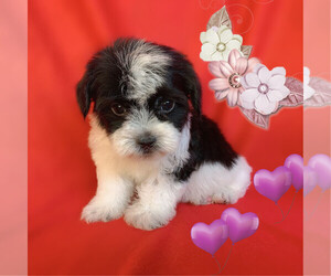 Maltese-Maltipoo Mix Puppy for sale in SAN FRANCISCO, CA, USA