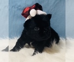 Small Photo #5 French Bulldog Puppy For Sale in TACOMA, WA, USA