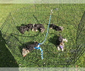 Yo-Chon Puppy for sale in MOUNT PLEASANT, MI, USA