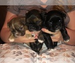 Puppy Penny Shih Tzu