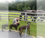 Small #1 Great Dane Mix