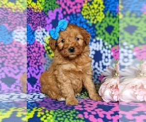 Double Doodle Puppy for sale in NOTTINGHAM, PA, USA