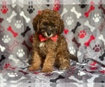 Small Photo #10 Poodle (Miniature) Puppy For Sale in LAKELAND, FL, USA