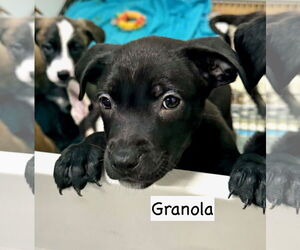 Borador Dogs for adoption in GILBERTS, IL, USA