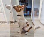 Small Australian Shepherd