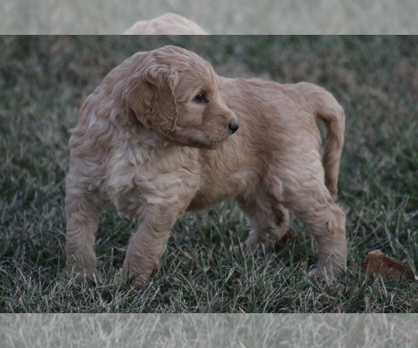Medium Photo #9 Goldendoodle Puppy For Sale in MEMPHIS, MO, USA