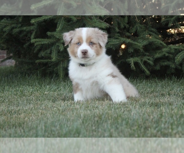 Medium Photo #6 Australian Shepherd Puppy For Sale in CARMEL, IN, USA