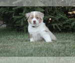 Small Photo #6 Australian Shepherd Puppy For Sale in CARMEL, IN, USA
