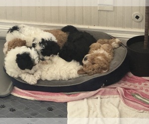 Havapoo Puppy for Sale in HUNTINGTON BEACH, California USA