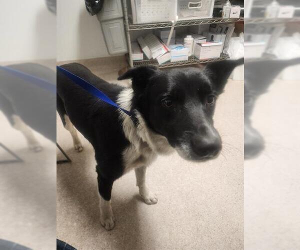 Medium Photo #1 Border Collie-Unknown Mix Puppy For Sale in Bakersfield, CA, USA