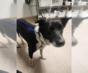 Border Collie-Unknown Mix Dogs for adoption in Bakersfield, CA, USA