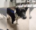 Small Border Collie Mix