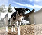 Small #2 Jack Russell Terrier Mix