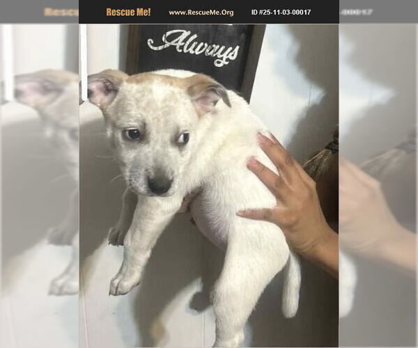 Medium Photo #1 Mutt Puppy For Sale in Benton, PA, USA