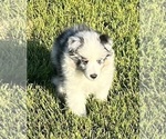 Small #2 Shetland Sheepdog