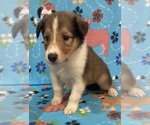 Puppy Puppy 8 Collie