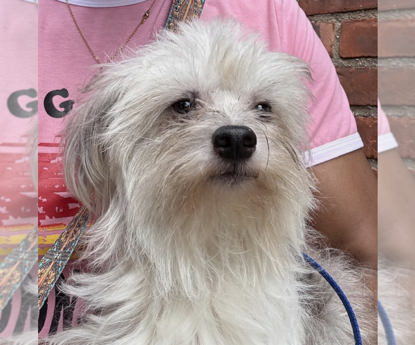 Medium Photo #7 Mutt Puppy For Sale in Brooklyn, NY, USA