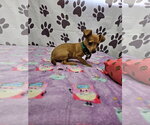 Small Chiweenie