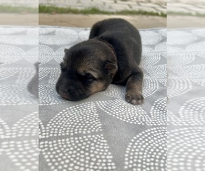 German Shepherd Dog Puppy for sale in BRANDON, MS, USA