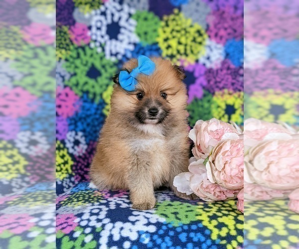 Medium Photo #3 Pomeranian Puppy For Sale in OXFORD, PA, USA