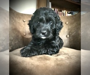Goldendoodle (Miniature) Puppy for sale in WOODLAND, WA, USA