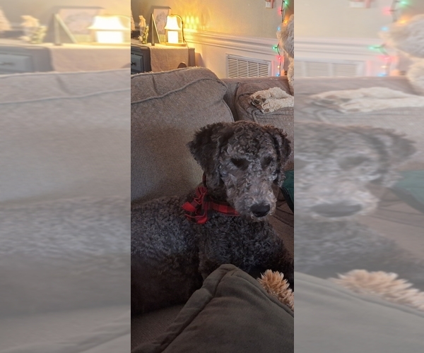 Medium Photo #9 Goldendoodle Puppy For Sale in LOUISA, VA, USA