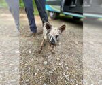 Small #7 Mutt