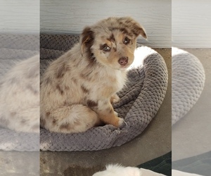 Australian Shepherd Puppy for sale in BRIGGSDALE, CO, USA