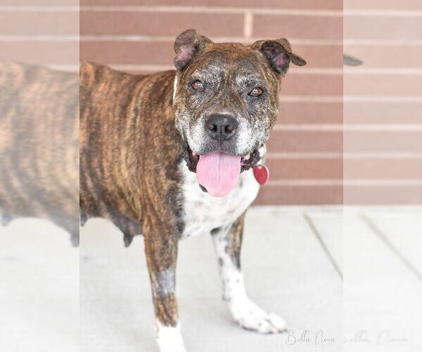 Medium Photo #1 Boxer-Unknown Mix Puppy For Sale in The Woodlands, TX, USA