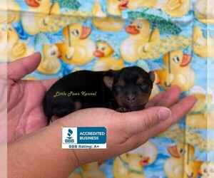 Yorkshire Terrier Puppy for sale in WINNSBORO, LA, USA