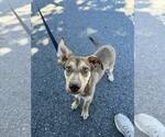Small #2 Mutt