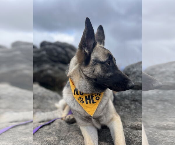 Medium Photo #3 German Shepherd Dog Puppy For Sale in New Hill, NC, USA