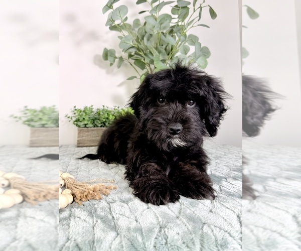 Medium Photo #4 Cock-A-Poo Puppy For Sale in GREENFIELD, IN, USA