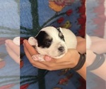 Image preview for Ad Listing. Nickname: Ashlynn