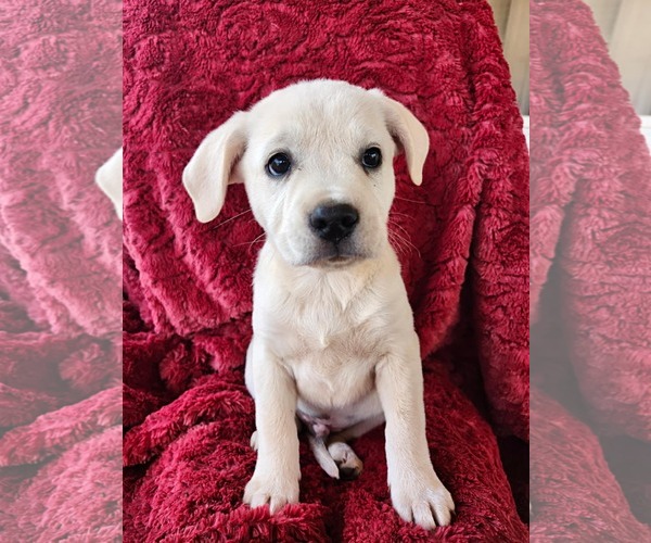 Medium Photo #4 Anatolian Pyrenees Puppy For Sale in Royal Palm Beach, FL, USA