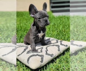 French Bulldog Puppy for sale in ATLANTA, GA, USA