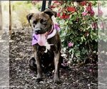 Small #1 Boxer Mix