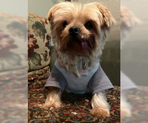 Medium Photo #15 Mutt Puppy For Sale in Allentown,, PA, USA