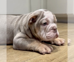 English Bulldog Puppy for sale in WASHINGTON, DC, USA