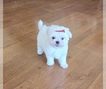 Puppy Belle Maltese