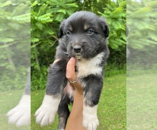 Medium Photo #1 Australian Shepherd Puppy For Sale in MEHERRIN, VA, USA
