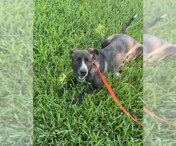 Medium Photo #3 Mountain Cur-Unknown Mix Puppy For Sale in Key Largo, FL, USA